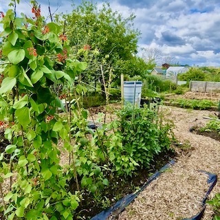 Our french beans growing at our allotment